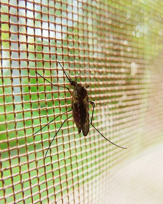 Mosquito nets -> Frame mosquito nets  | ZALUZI.lv